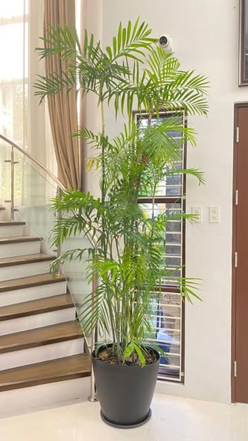 Bamboo Palm