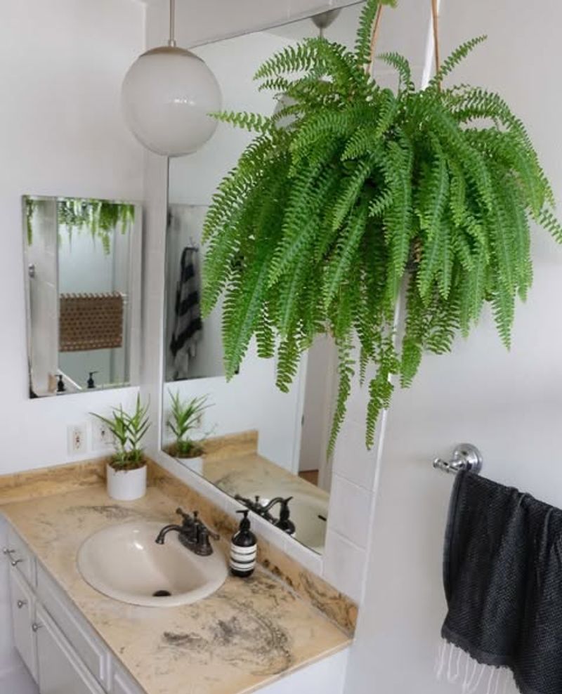 Boston Fern
