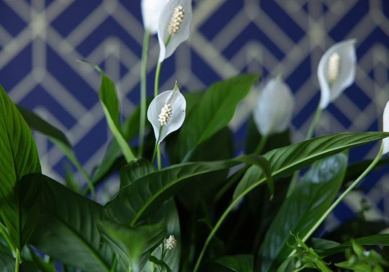 Peace Lily