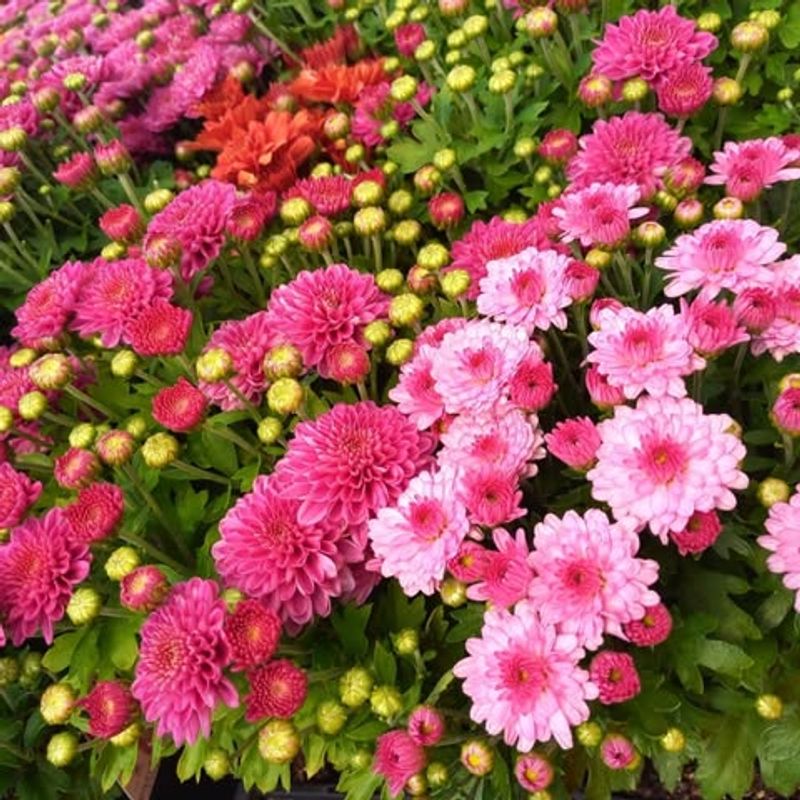 Chrysanthemums