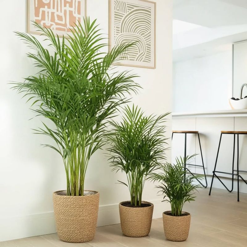 Areca Palm
