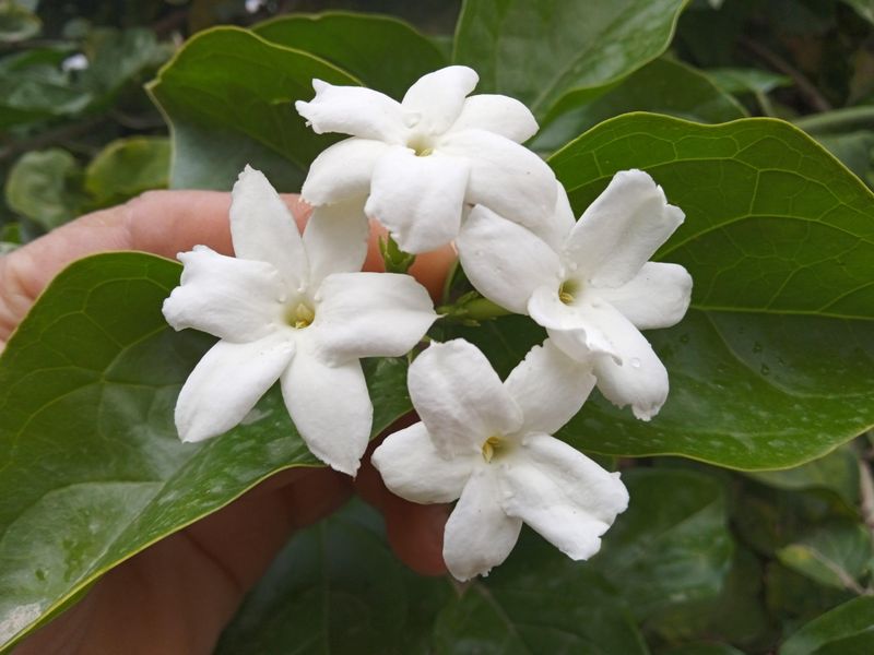 Jasmine