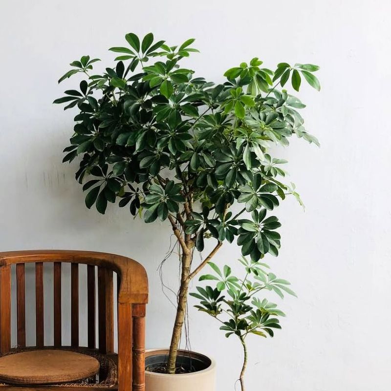 Umbrella Tree