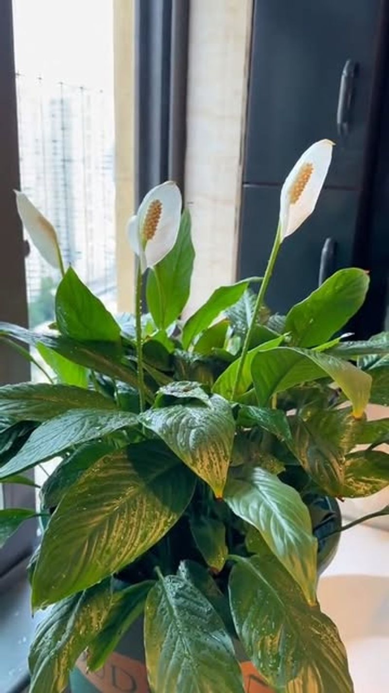 Peace Lily (Spathiphyllum Species)