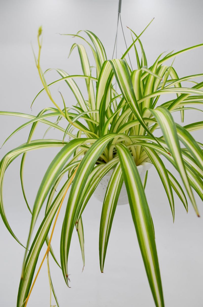 Spider Plant (Chlorophytum Comosum)