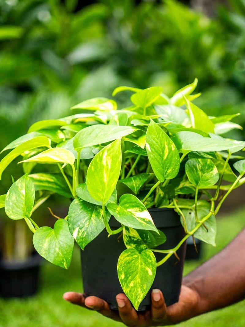 Pothos (Epipremnum aureum)