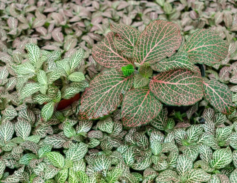 Fittonia