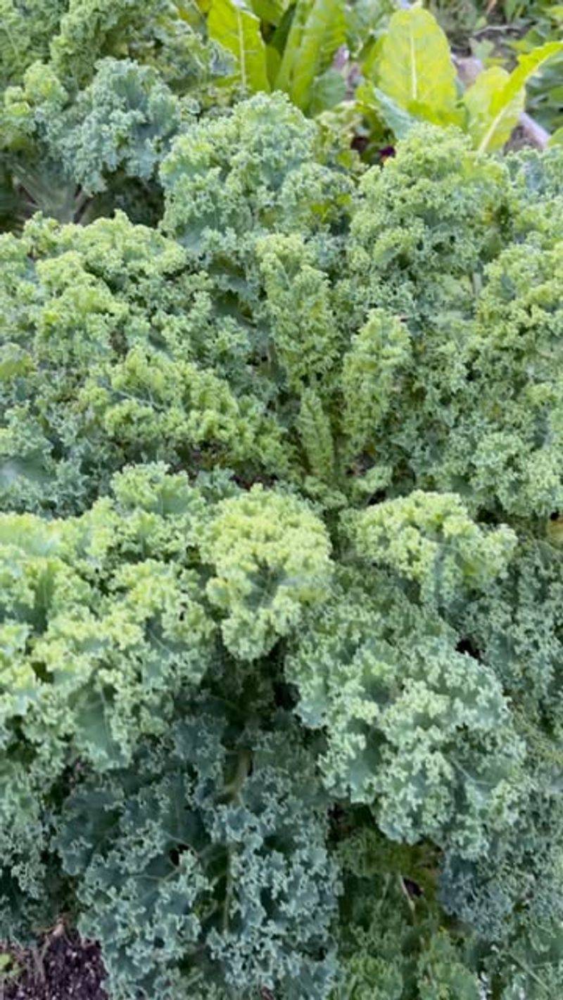 Kale