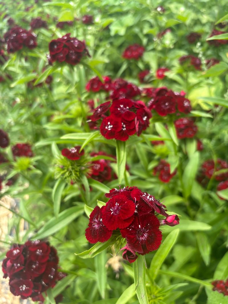 Dianthus