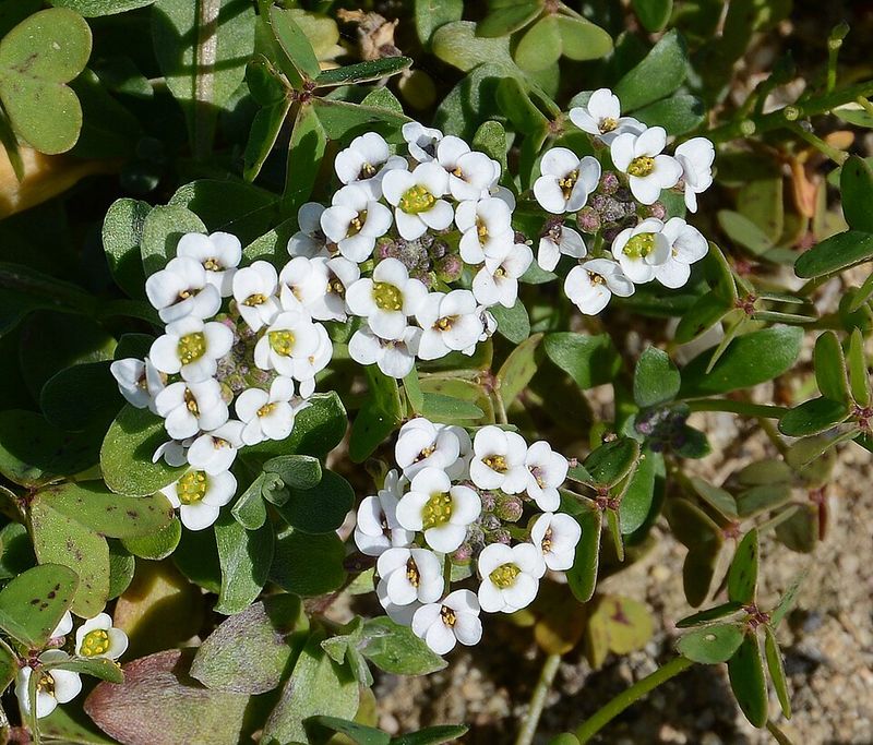 Sweet Alyssum Creates Fragrant Carpets Of Tiny Blooms