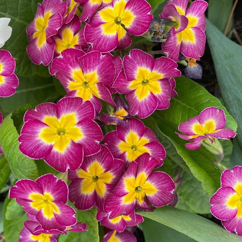 Primroses (Primula Spp.)