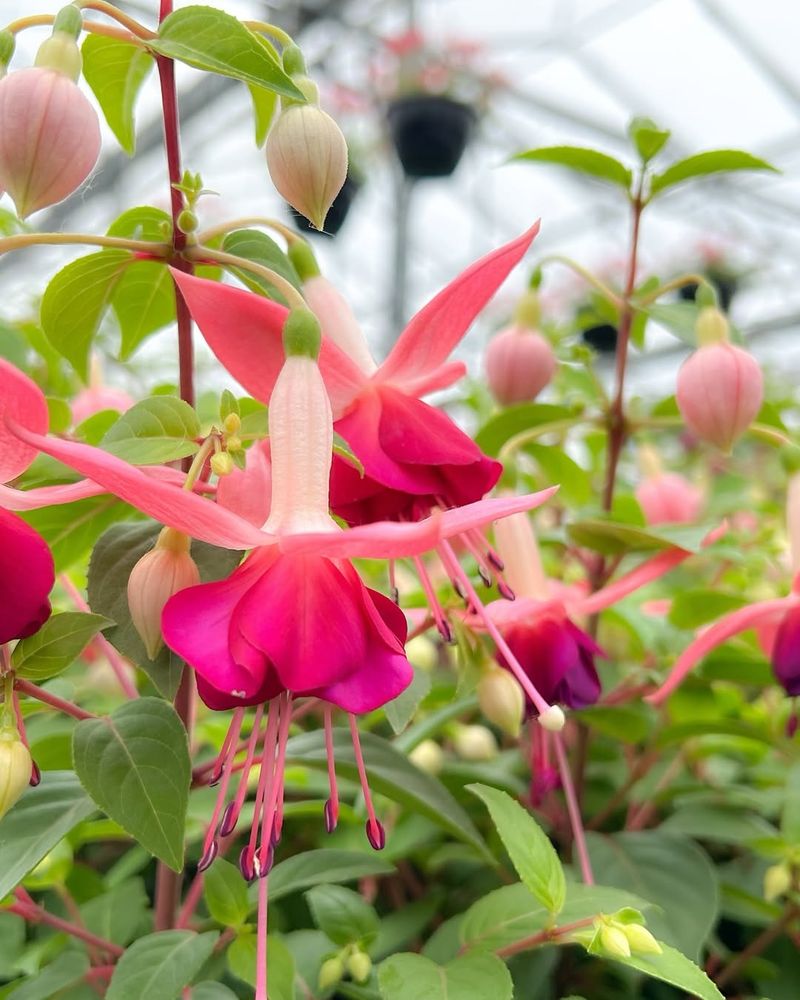Winter-Blooming Fuchsia