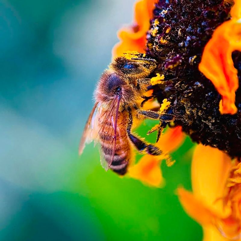 Honey Bees (Apis Mellifera)