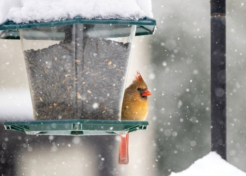 Feeders Provide Essential Shelter And Safety