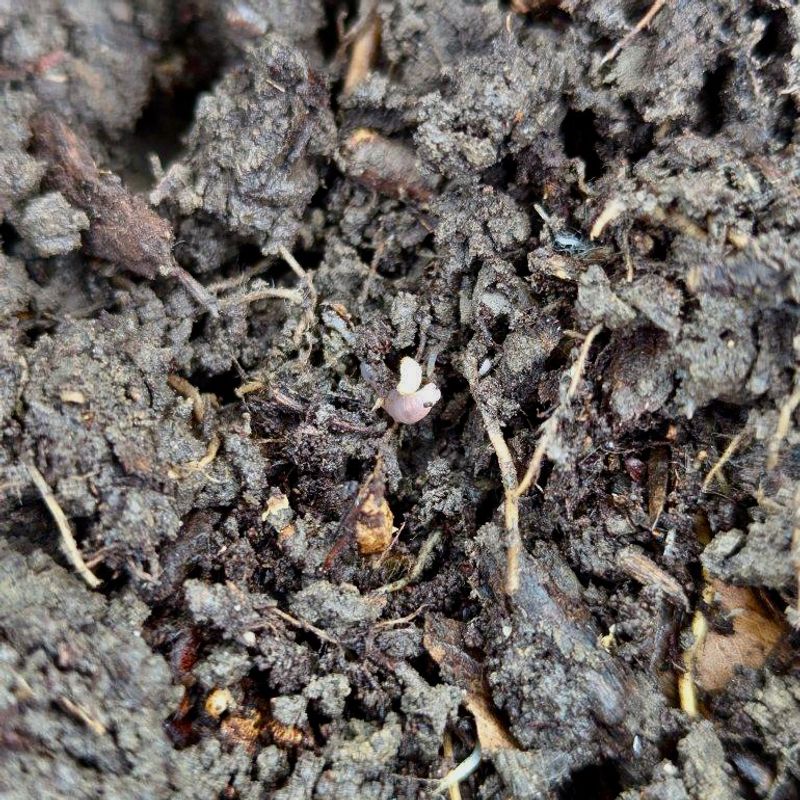 Soil Microbes Are Confused About Seasons