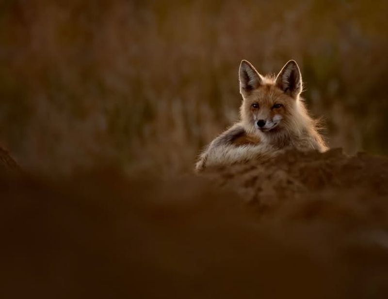 Habitat Loss Pushes Wildlife Toward Developed Areas