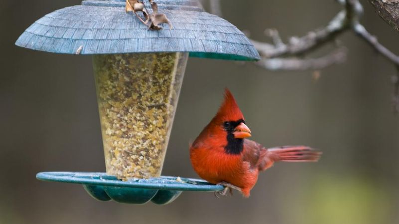 Feeders Provide High-Energy Calories Needed For Warmth