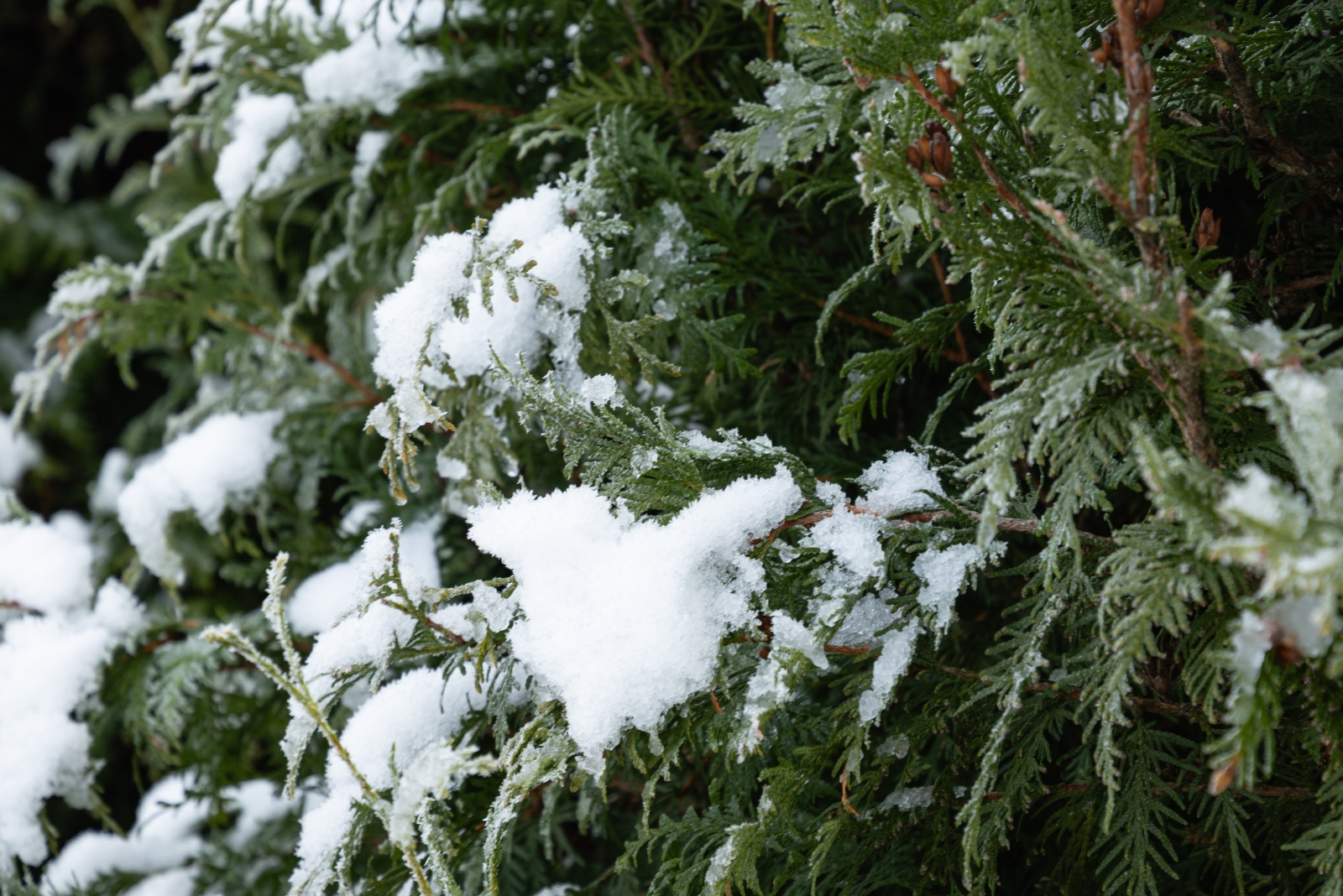 Snow May Hit Minnesota Soon — How To Stop Evergreen Branches From Breaking