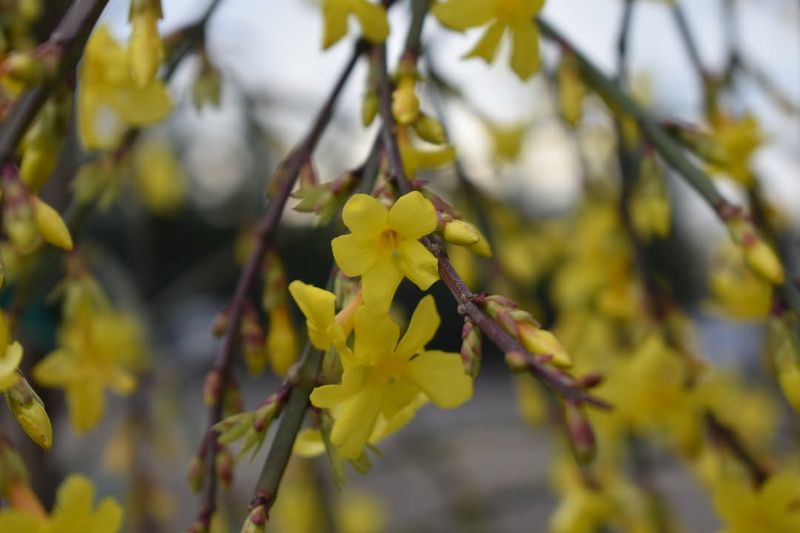 Winter Jasmine Cascades With Bright Yellow Blooms