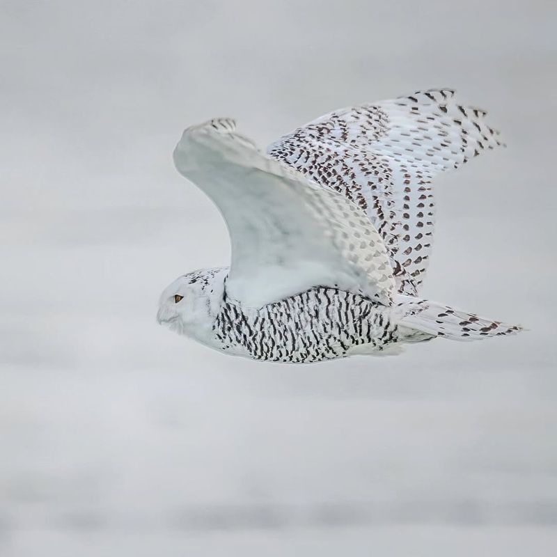 Arctic Nomads Make Their Journey South