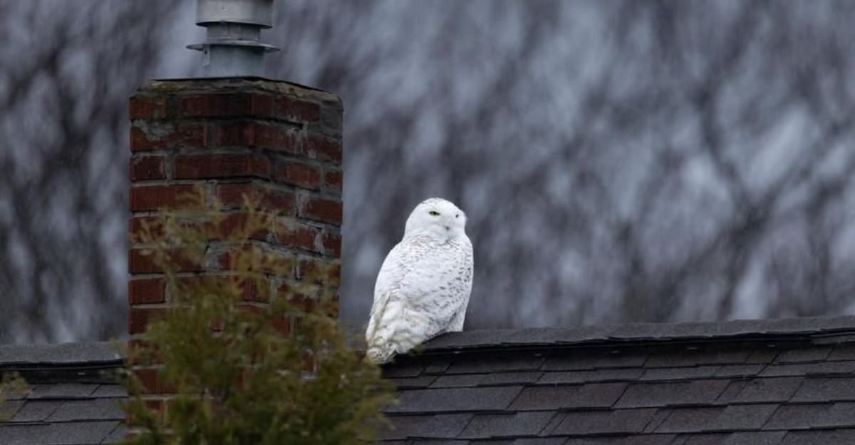 snowy owl on rooftop