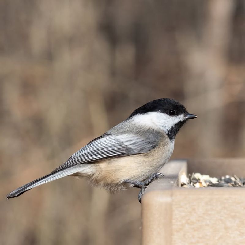 Protection From Predators Near Human Structures