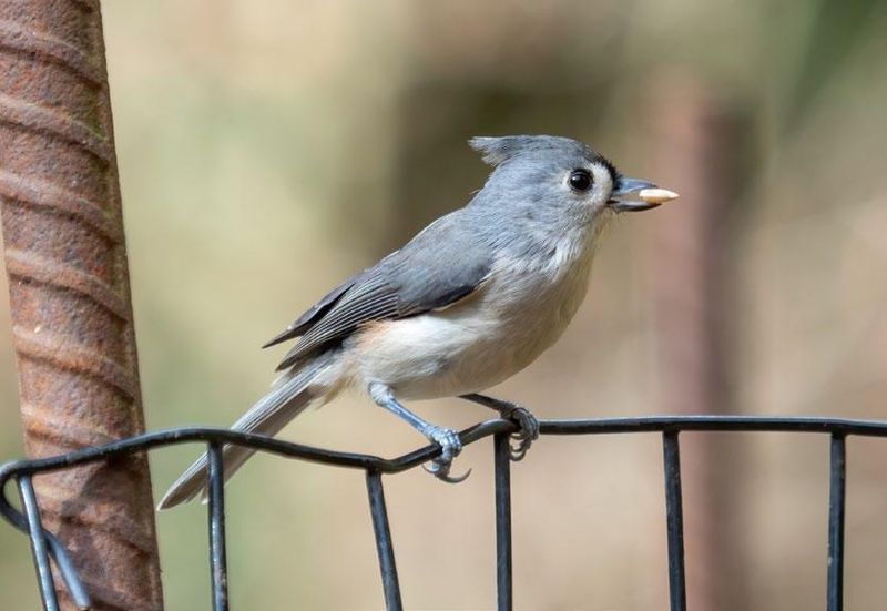 Habitat Loss Concentrates Birds In Remaining Green Spaces