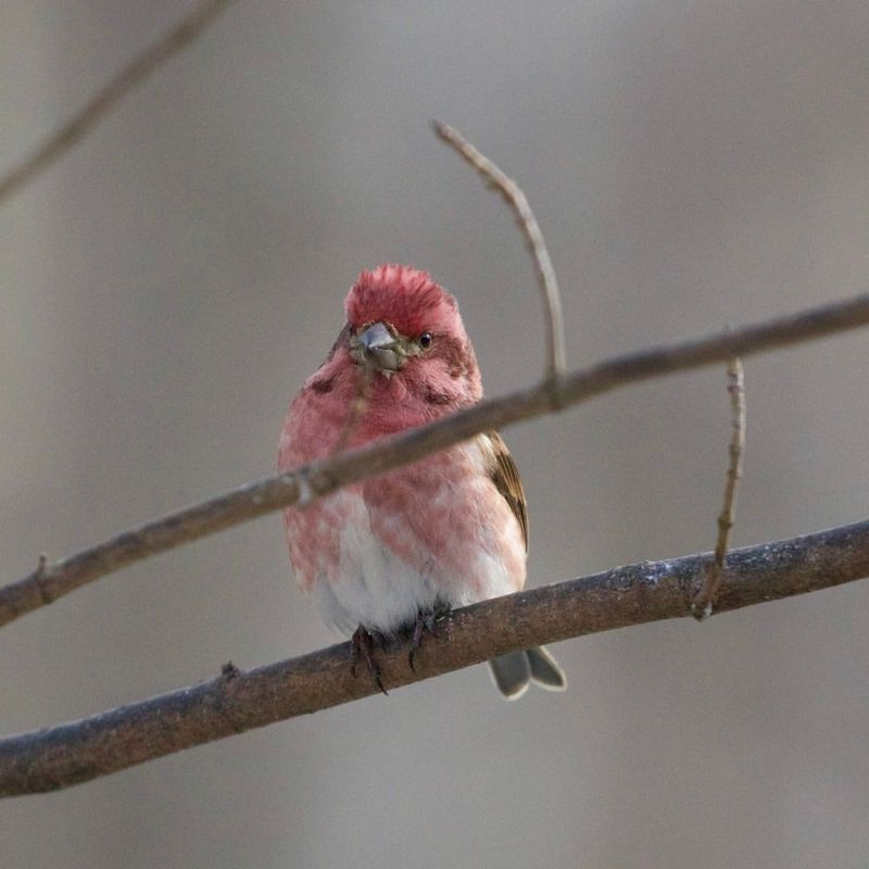 Climate Change Altering Traditional Migration Patterns