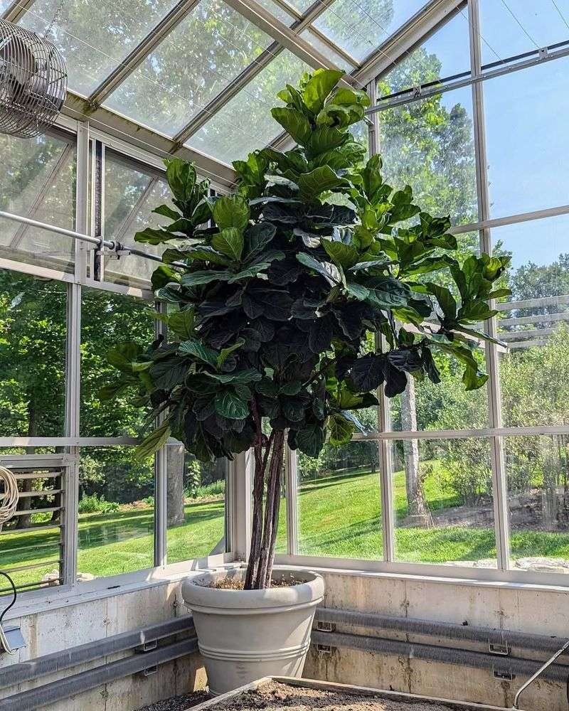 Fiddle Leaf Fig Trees Remain the Most Sought-After Choice