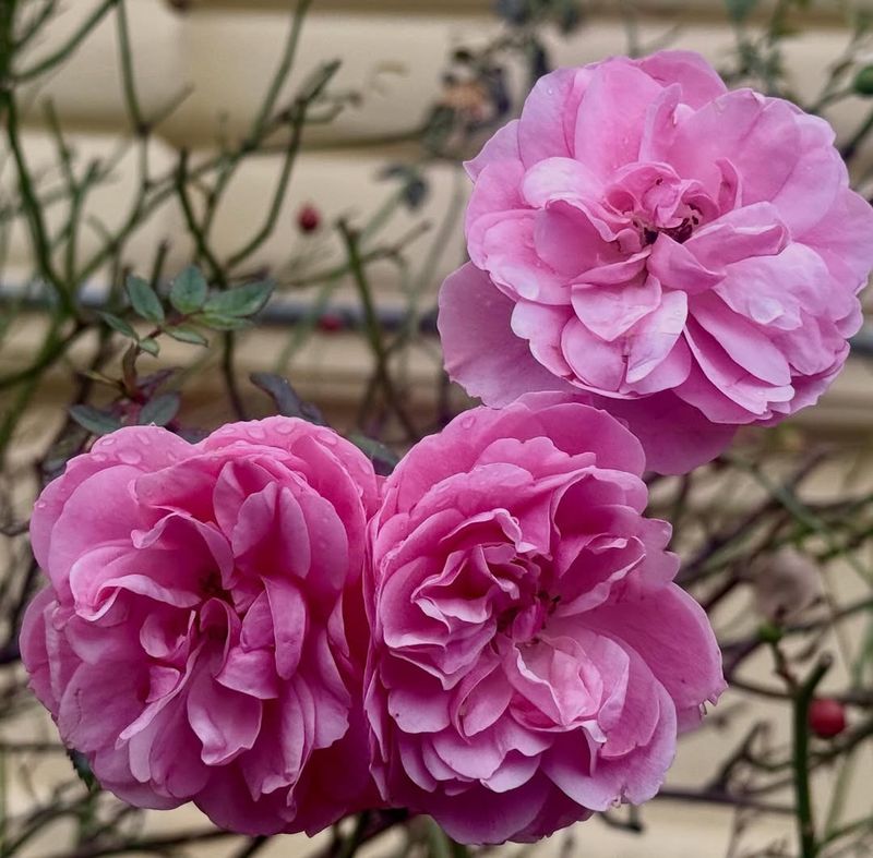 Classic Pink Roses That Can Handle Cold Winters