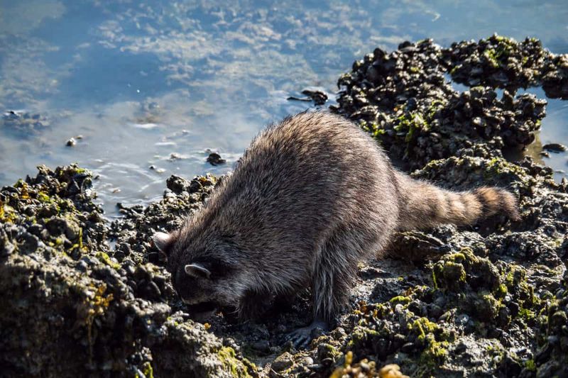 Bulbs And Root Vegetables Attract Hungry Visitors