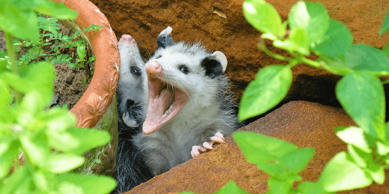 Compost Pile Partners That Reduce Waste