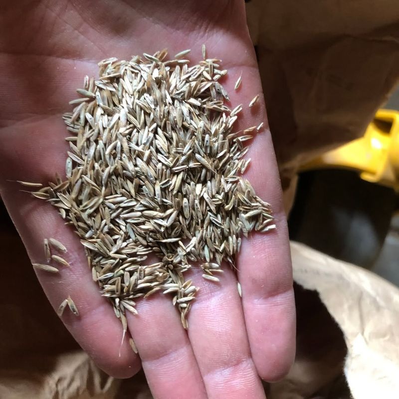 Seed Selection Offers Maximum Variety