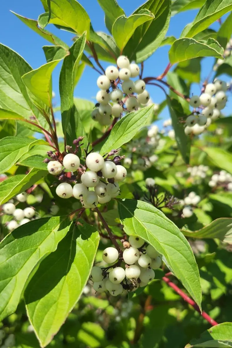 Wildlife Benefits Of Planting Red Osier Dogwood