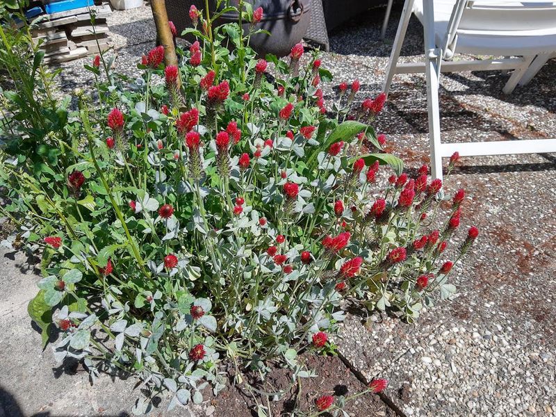 Disease Cycle Interruption Protects Future Crops