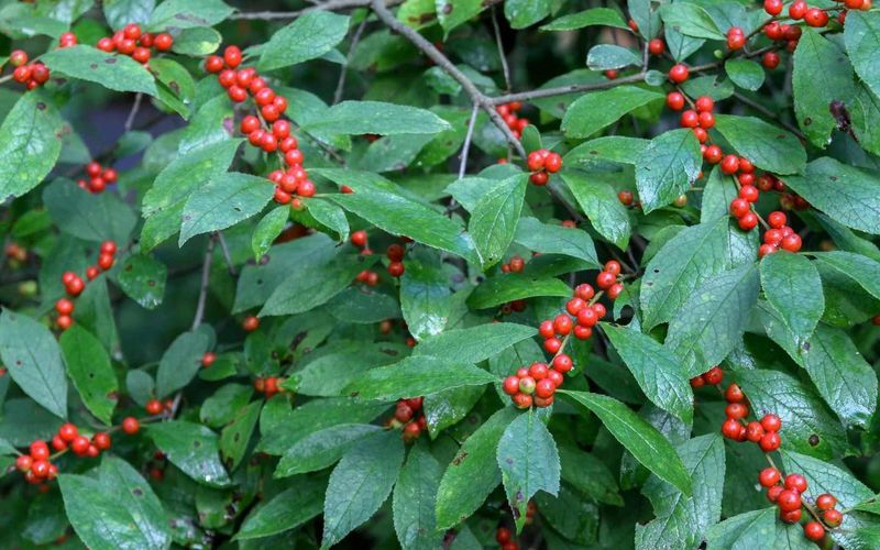 Competition From Other Plants Reduces Winterberry Vigor And Fruiting