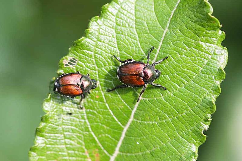 Agricultural Practices Supported Beetle Populations