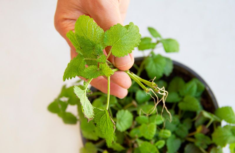 Seed Collection And Easy Propagation