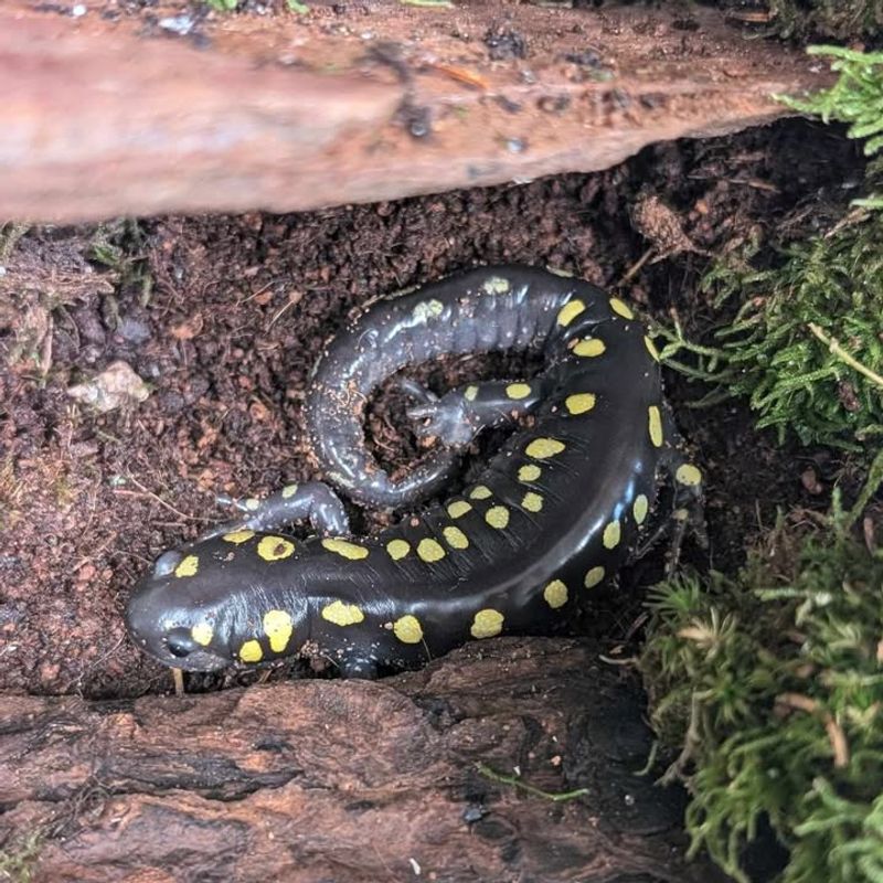 Reduced Pesticide Use Boosts Salamander Populations