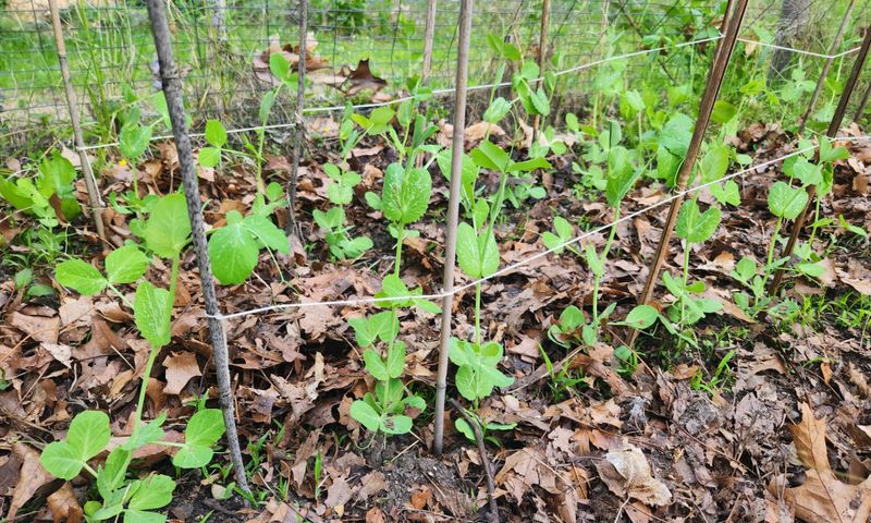 Time And Money Savings Make Gardening More Enjoyable