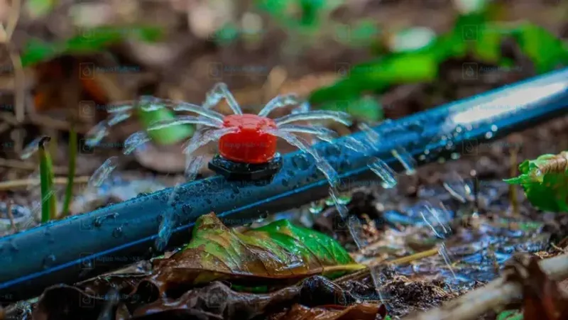 Irrigation Systems Get Reconfigured For Delicate Plants