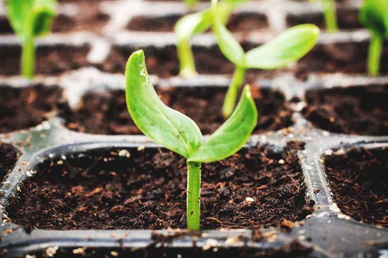 County-Specific Planting Calendars Ensure Perfect Timing