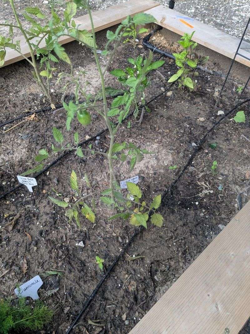 Moisture Levels Are More Unpredictable