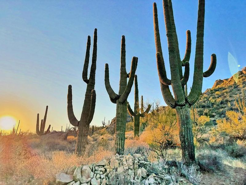 Removal Of Protected Native Trees