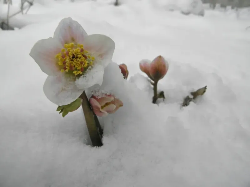 Hellebores Bloom When Snow Still Covers Ground