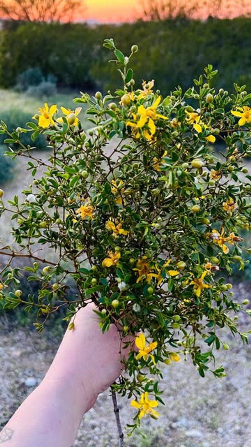 It Releases Chemicals That Suppress Nearby Plant Growth