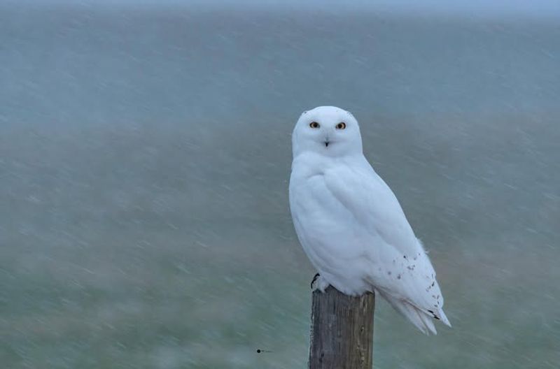 Climate Change Is Likely Increasing Irruption Frequency