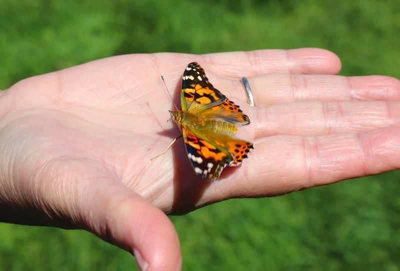 Painted Lady Butterfly