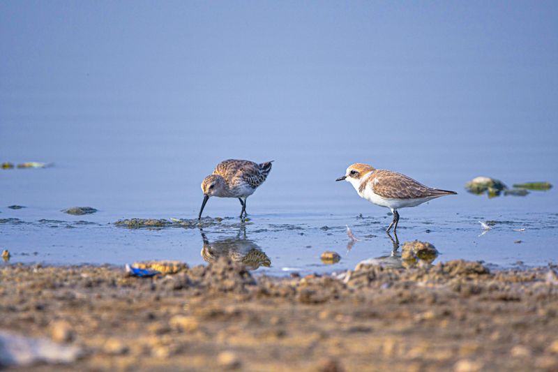 Shorebirds