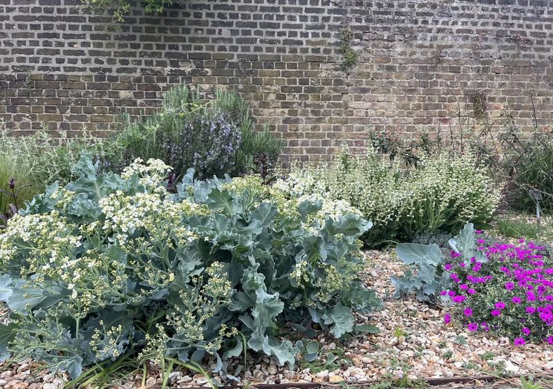 Sea Kale